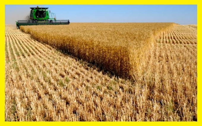 Ülkemizdeki Buğday Ekim Alanı, 7,7 Milyon Hektara Düştü
